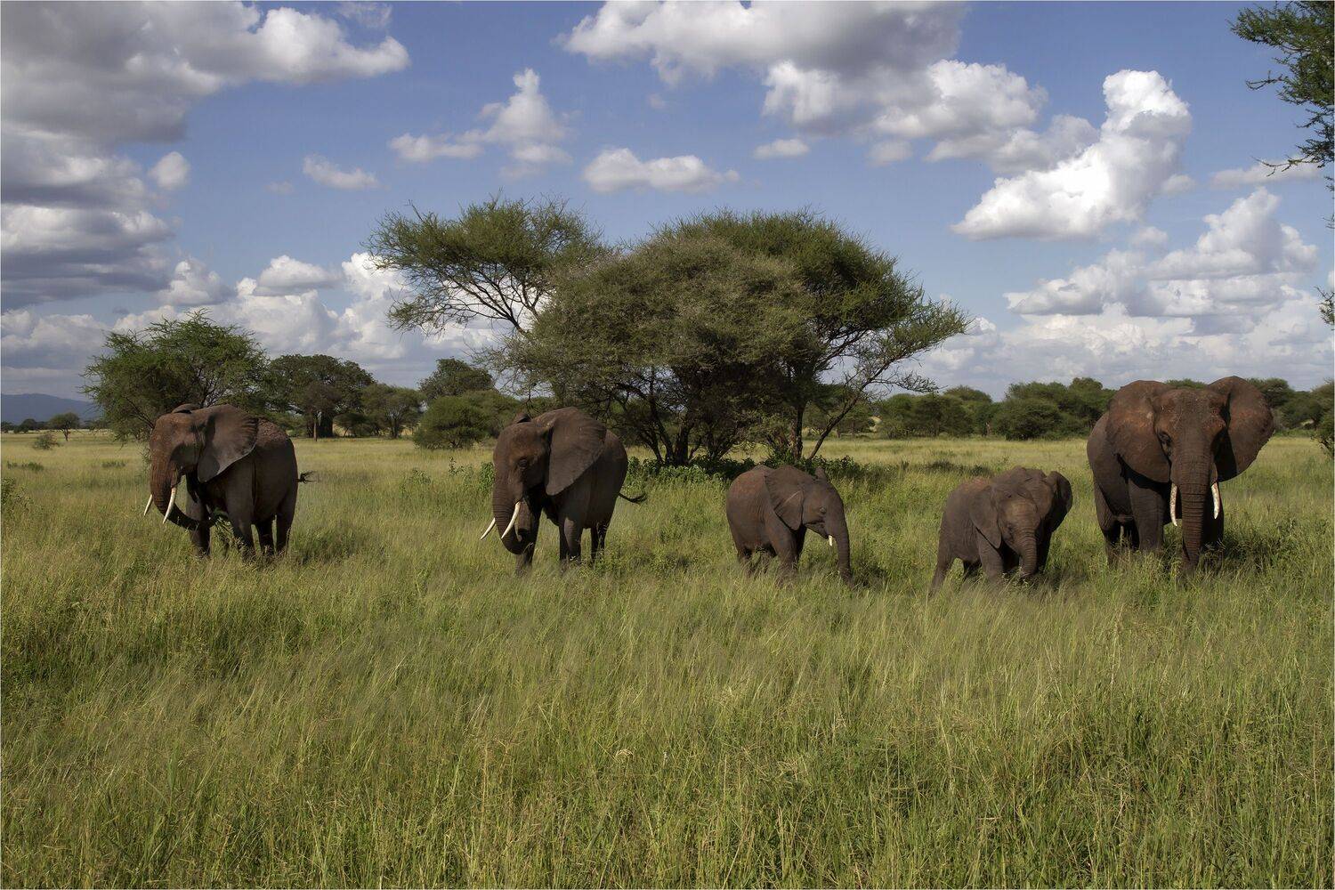 серенгети,танзания, Валентина Булкина