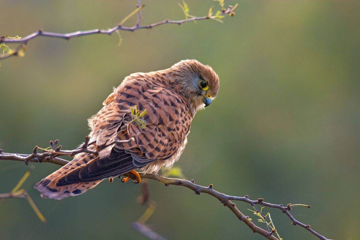 , Людмила Бекман