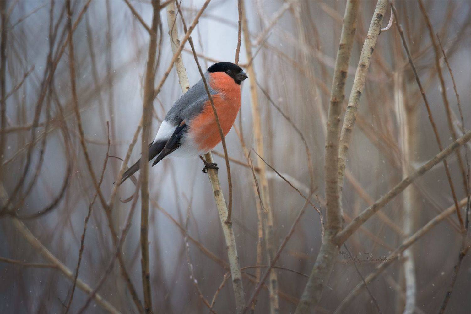 природа, лес, поля, огороды, животные, птицы, макро, Посевич Дмитрий