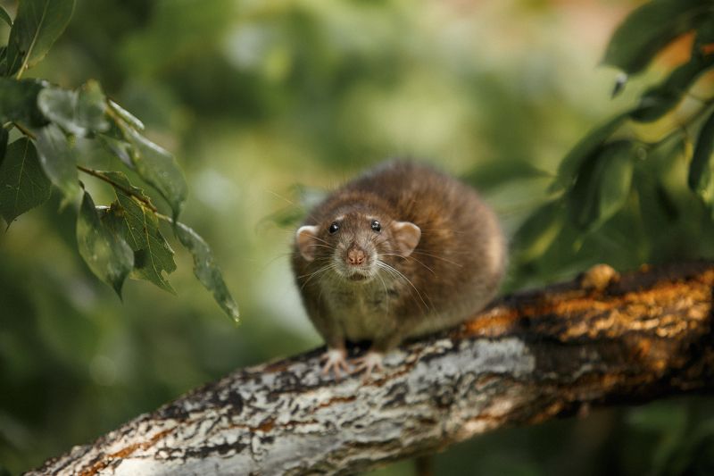 крыса, домашные животные Крыска фото превью