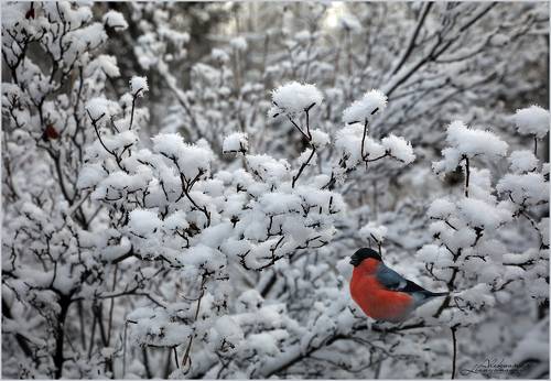Снегирь и рододендрон даурский