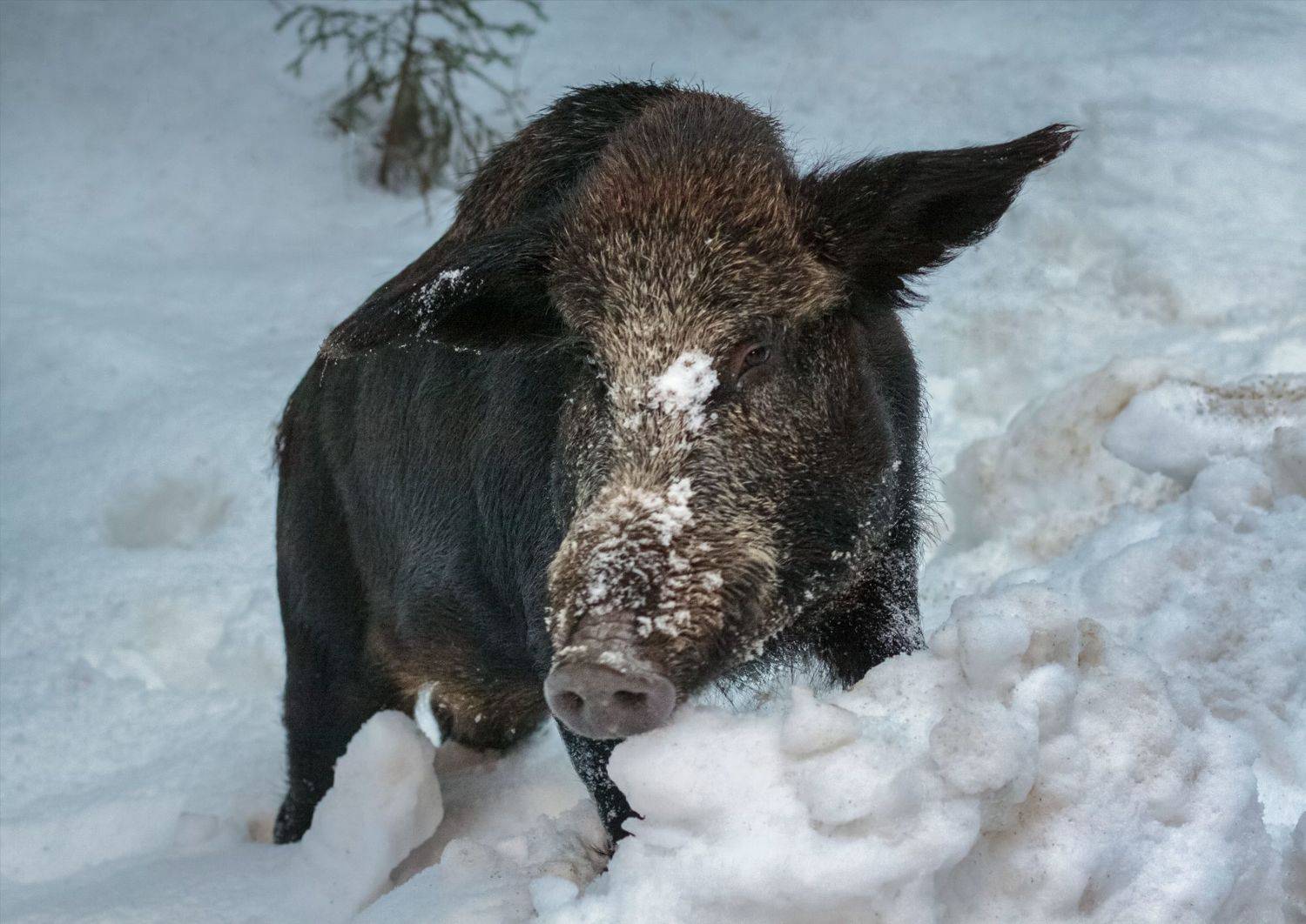 кабан, лес, зима, снег, Светлана Холодняк