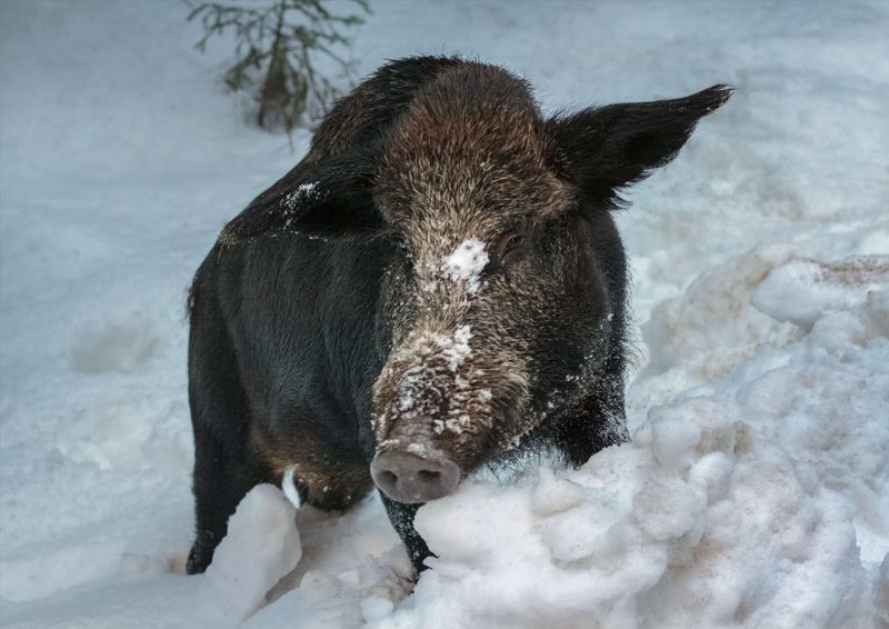кабан, лес, зима, снег Лесной бульдозер фото превью