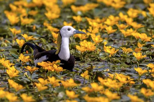水雉（英文名：Pheasant-tailed Jacana，学名：Hydrophasianus chirurgus）