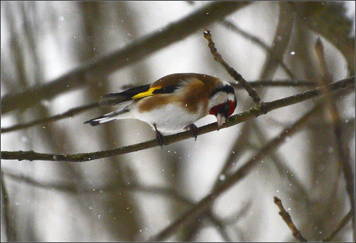 москва, зима, парк, щегол, АНАТОЛИЙ ДОВЫДЕНКО