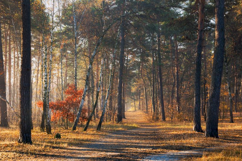 лес осень октябрь туман  рассвет Когда октябрь света полон фото превью