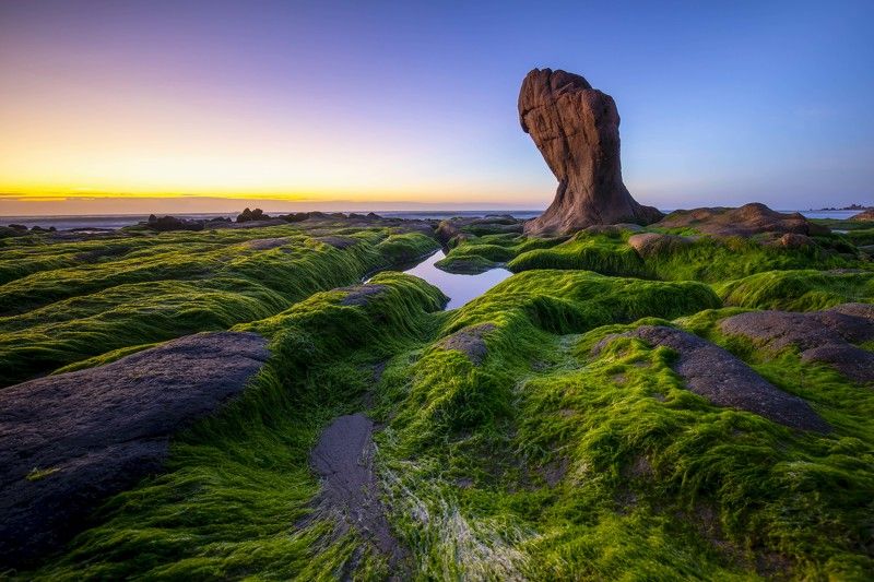 Moss and sea rock фото превью