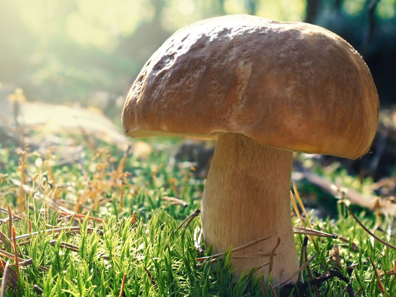 гриб, белый, мох, лес, осень, Сергей Калёв