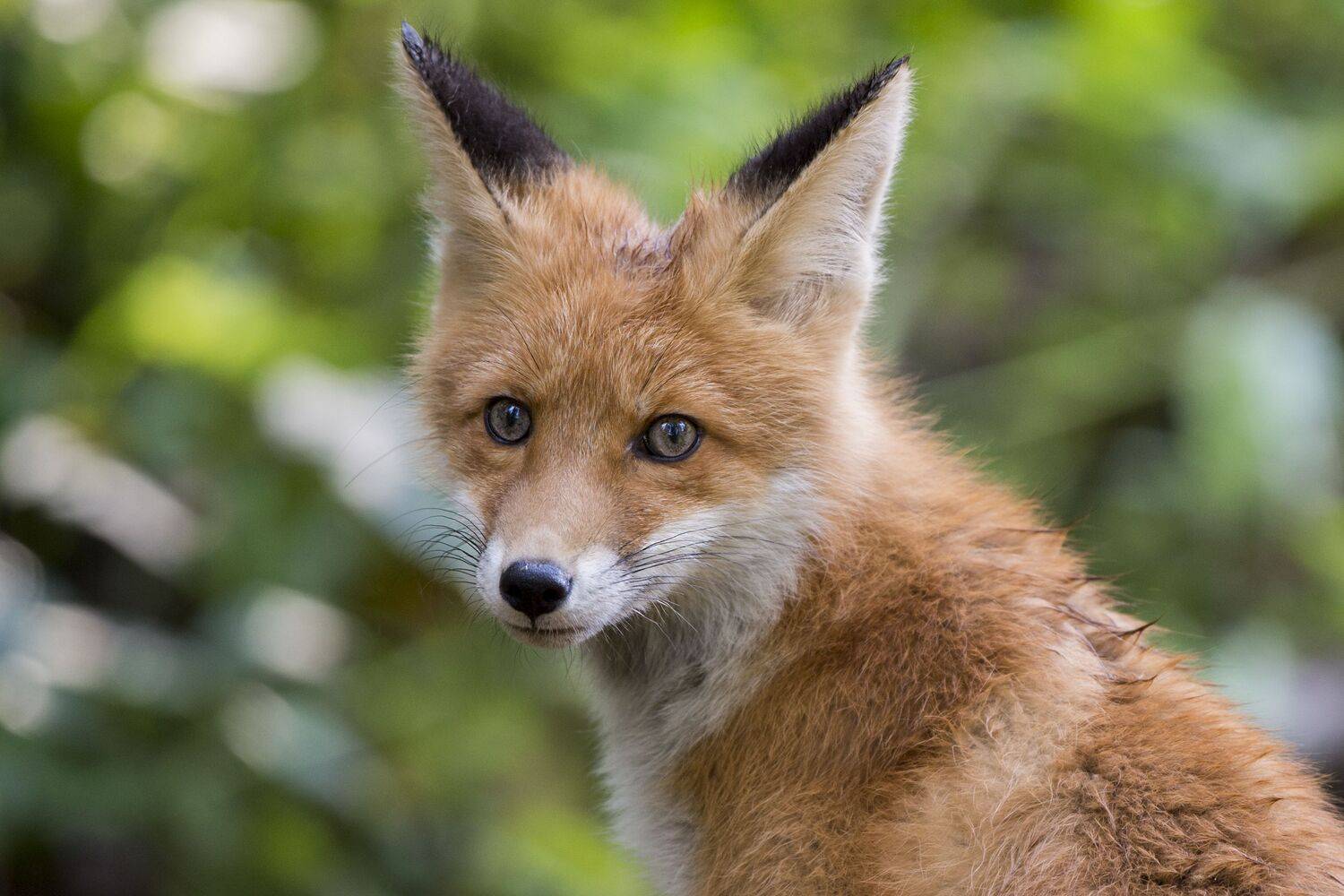 , Юрий Кулаков