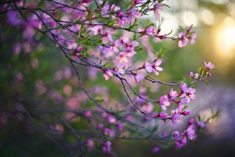 Цветущий миндаль фото превью