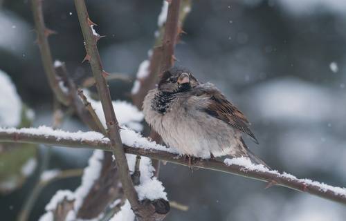 К раздумьям смотрителей зимнего парка.