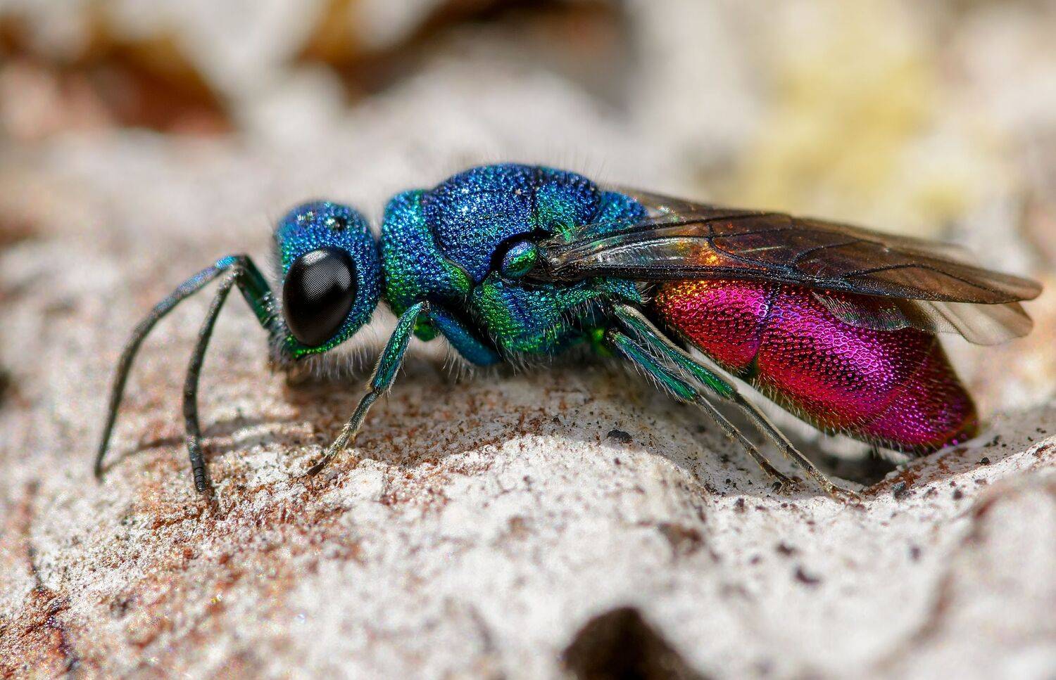 блестянка огненная, chrysis ignita, осы-блестянки, chrysididae, Павел Черенков