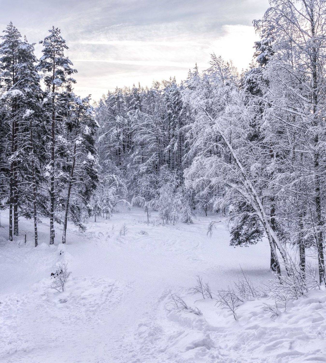 , Алексей Герасимов