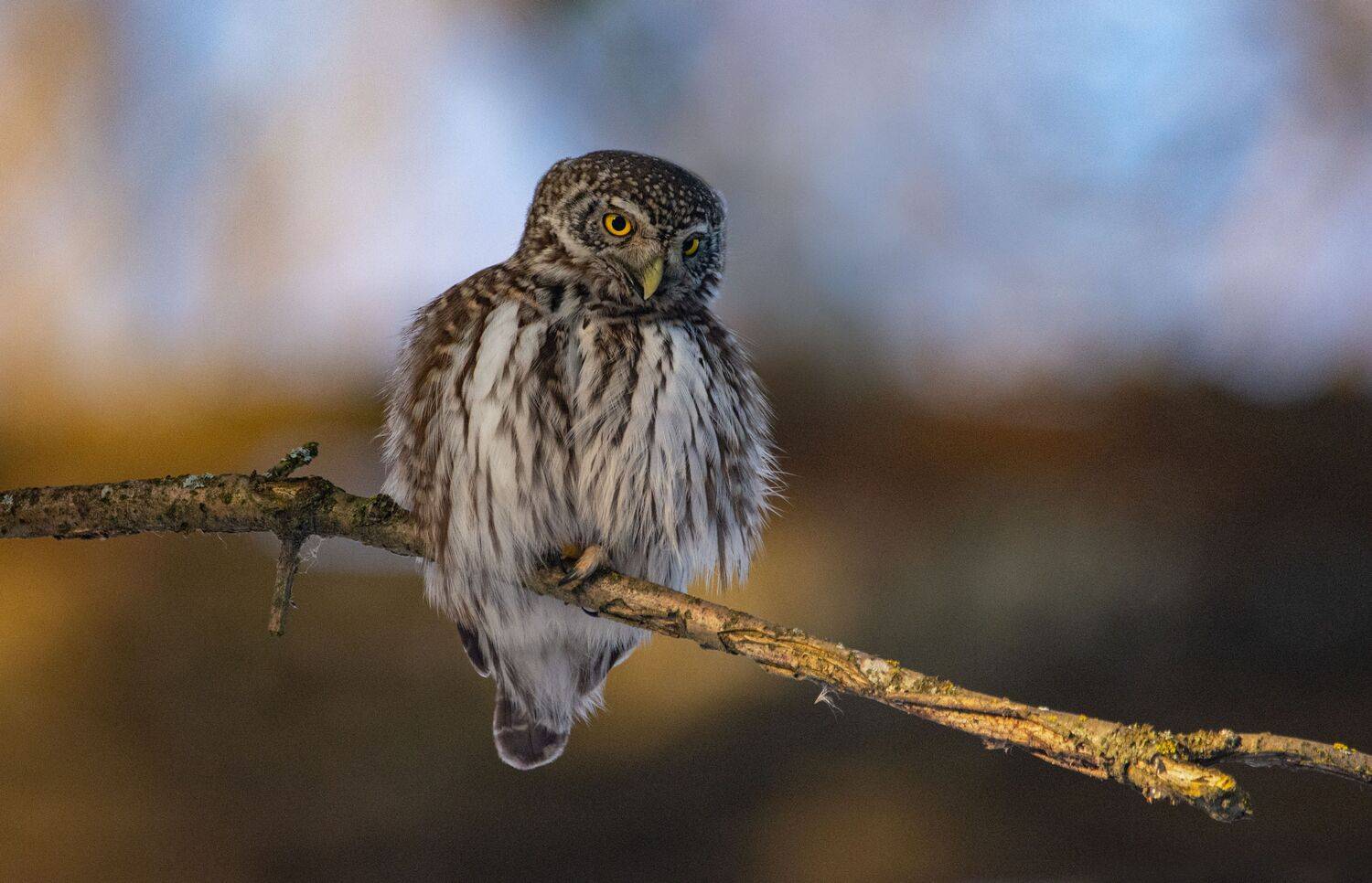 Воробьиный сыч, Glaucidium passerinum, Татьяна Ливеровская
