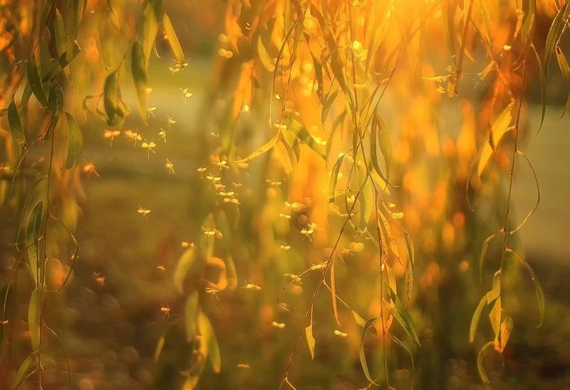 amber light фото превью