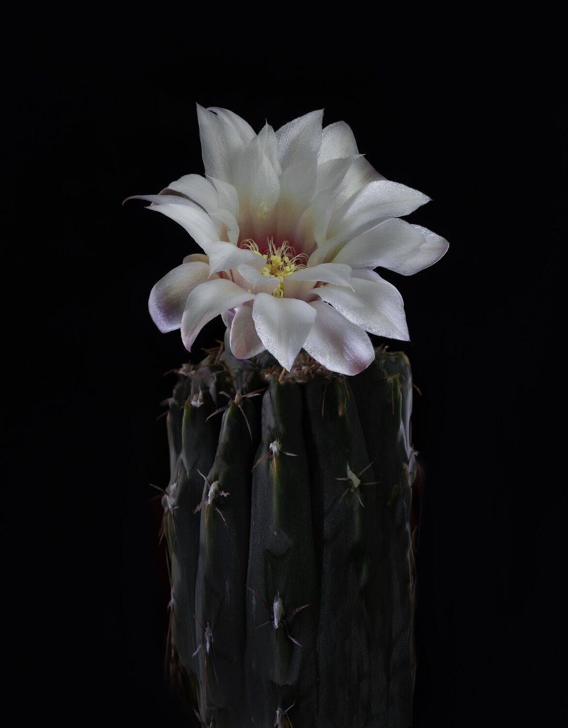 , Черновол Валентин