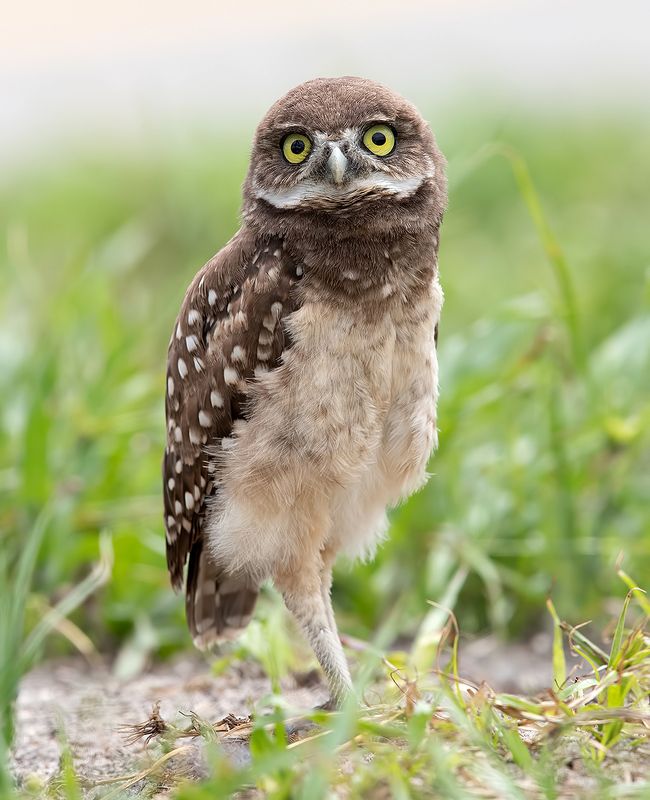 кроличий сыч, florida, burrowing owl, owl, флорида,сыч Burrowing Owlet - Кроличий сыч фото превью
