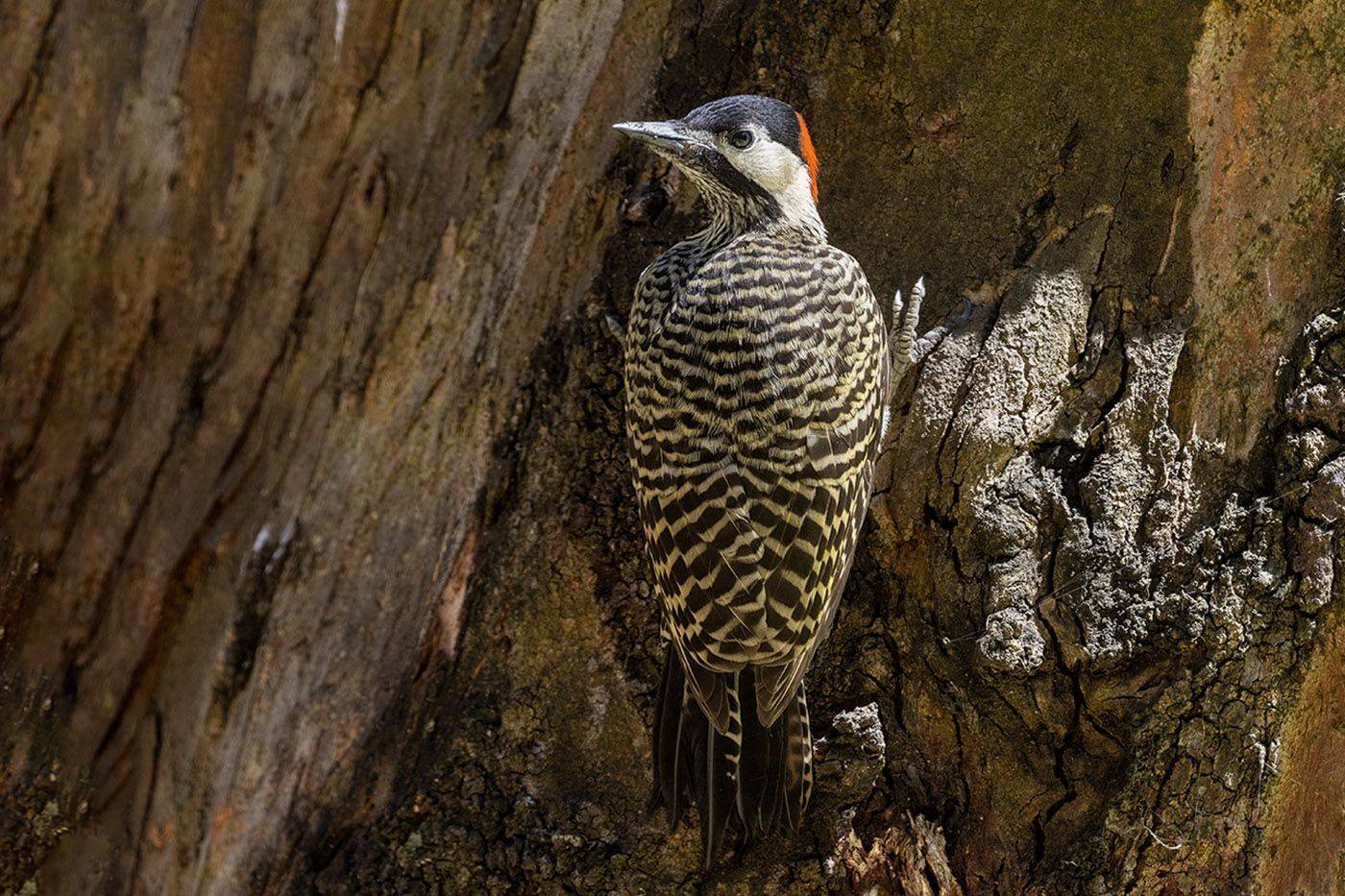 птицы, уругвай, Елена Давыдова