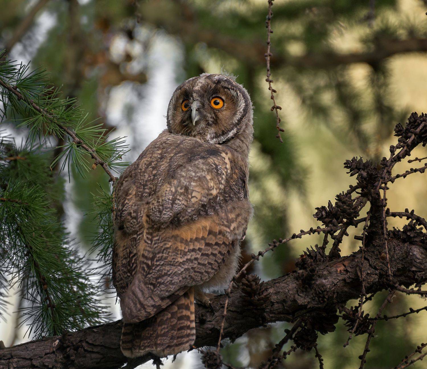 птица, ушастая сова, лес,, Марина Мочалова