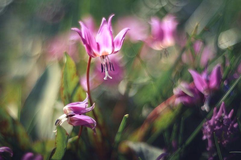 Воспоминания о лете фото превью