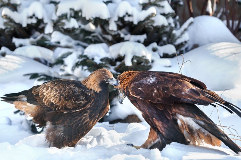 Любовь беркута фото превью