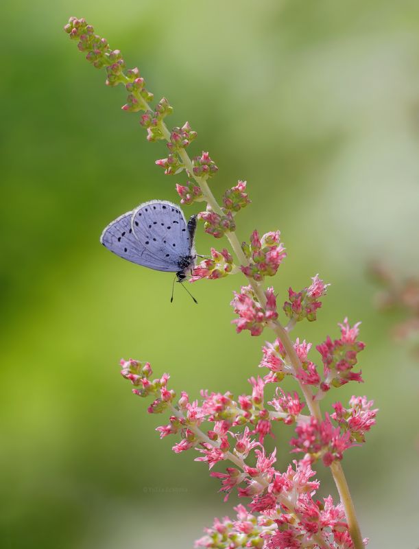 бабочка, голубянка, butterfly, golubyanka, макро, macro Голубянка фото превью