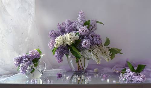 В прозрачном кружеве сирени...