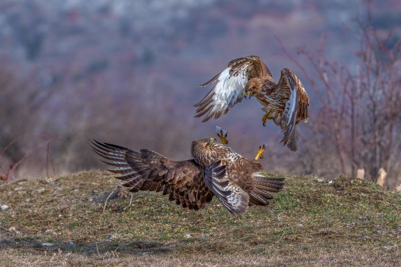 Battle /Buteo Buteo/.. фото превью