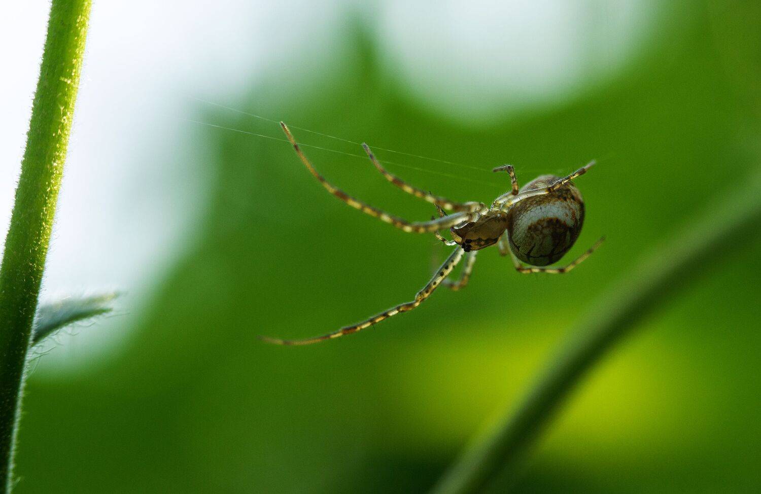 , Рут Андрей