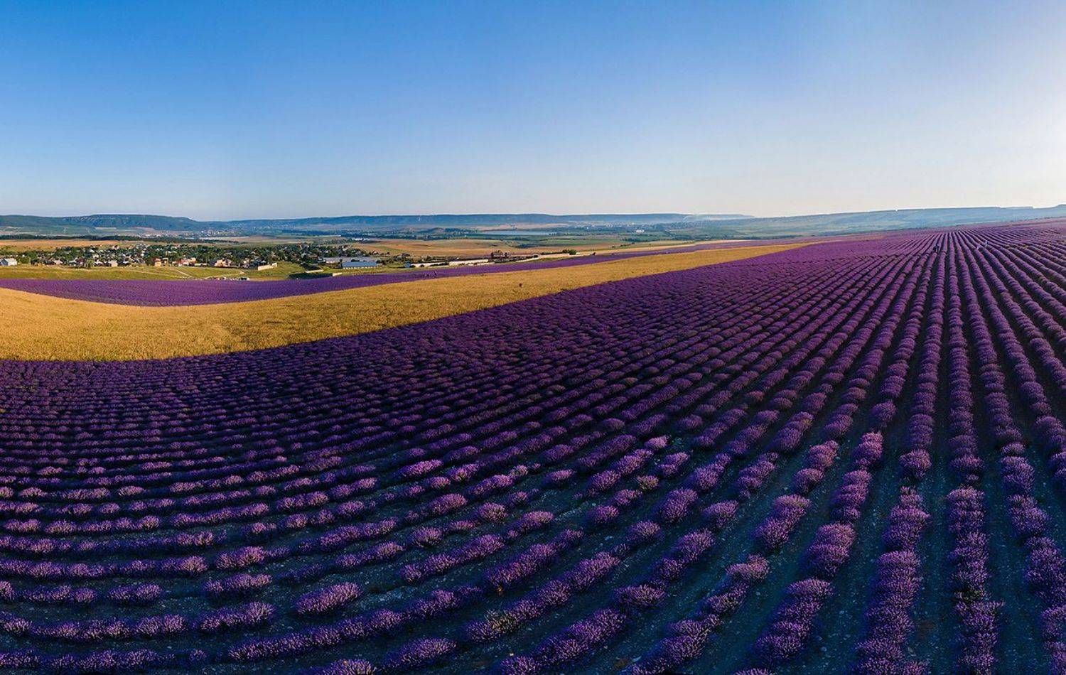 крымский прованс, крым, бахчисарай, лаванда, лето, цветы, аэропанорама, пшеница, село тургеневка, лето в крыму, крымская лаванда, Serge Titov