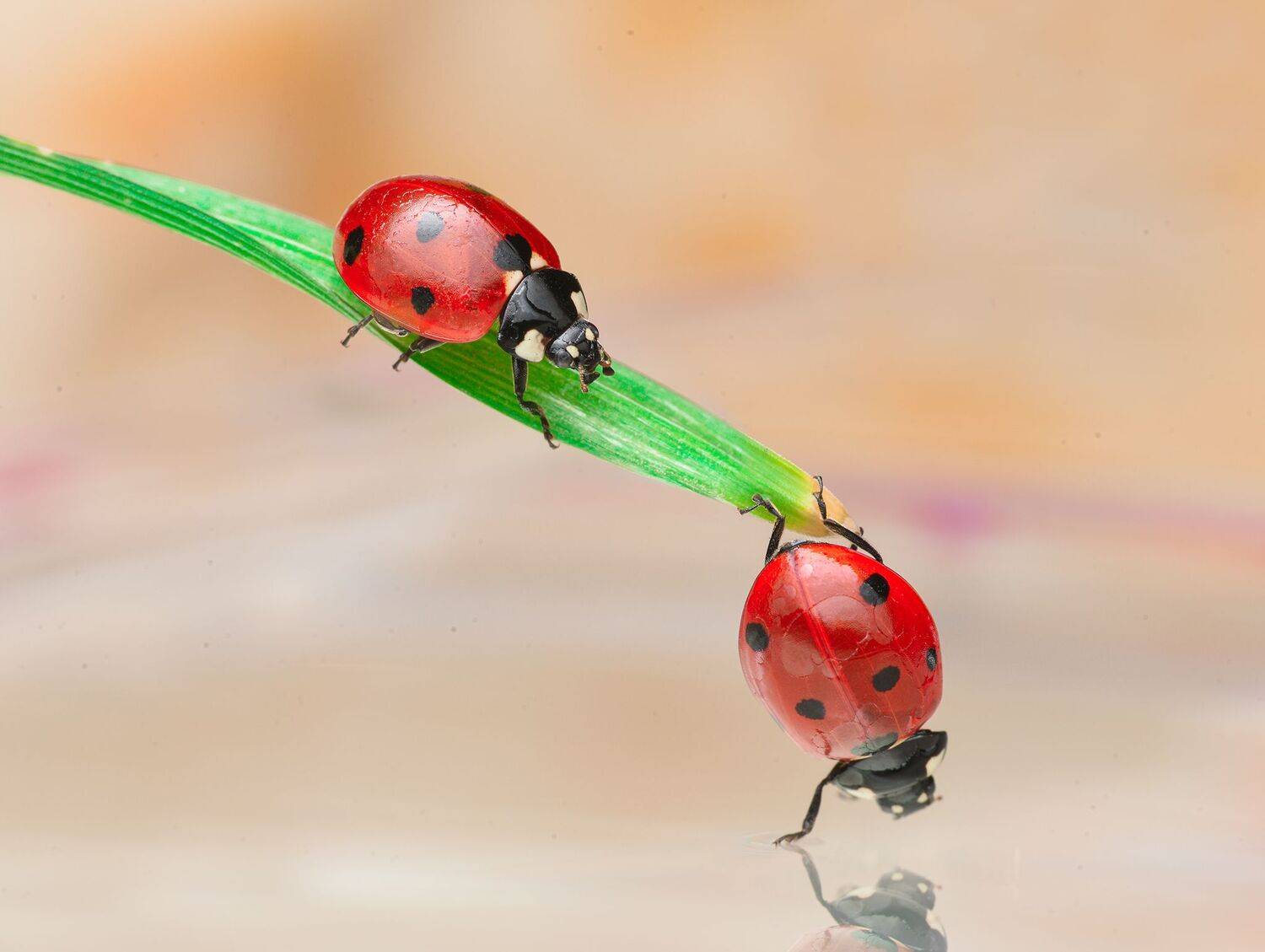 ceclii, macro, Tsvetan Ganev