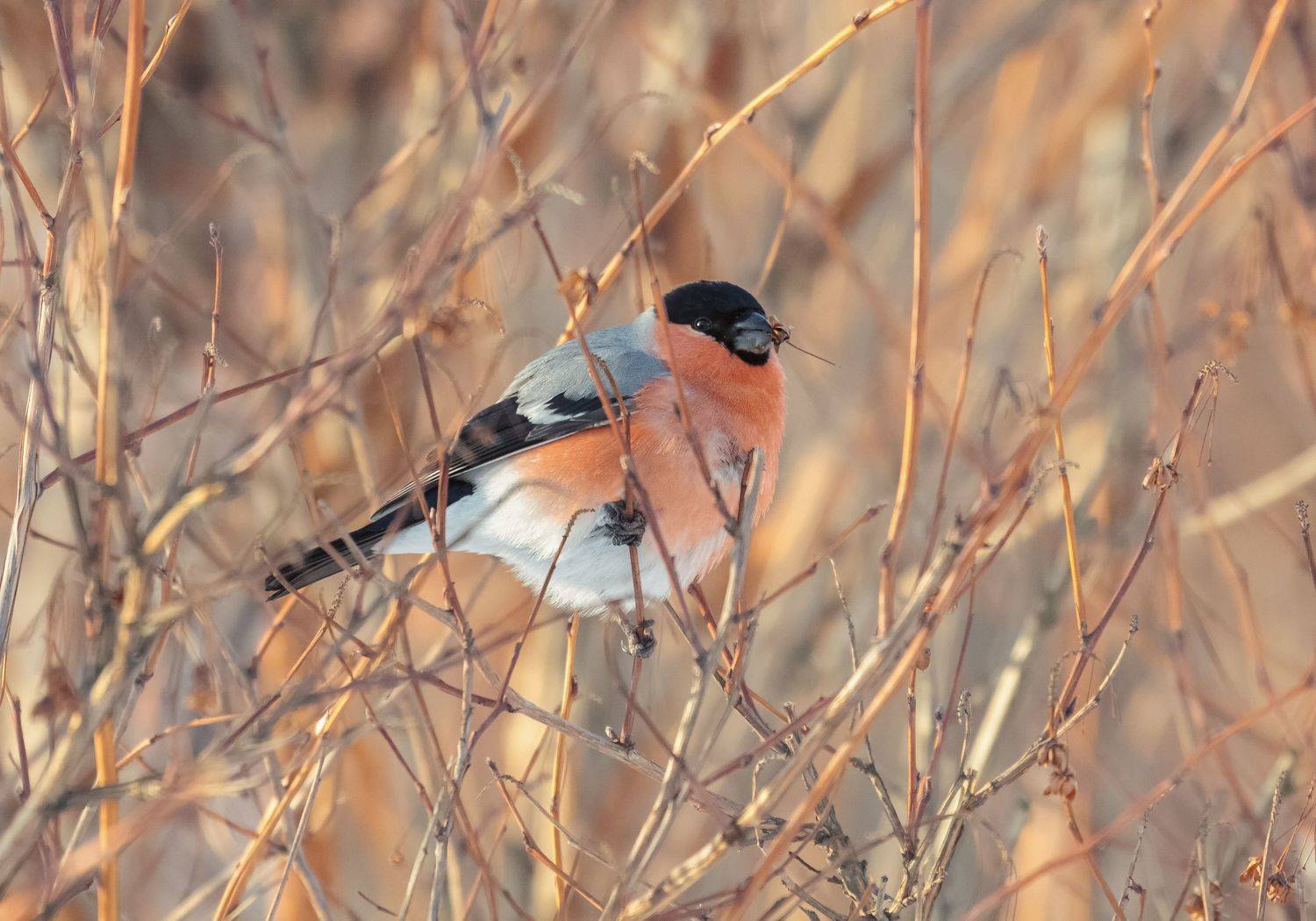 снегирь, ветки, зима, Светлана Холодняк