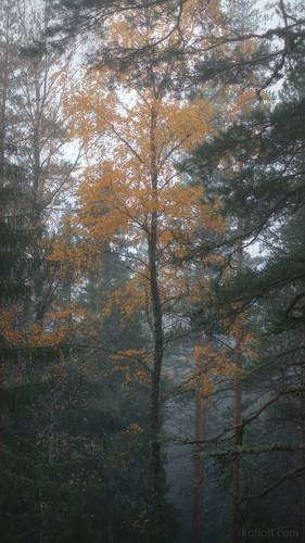 Таёжная поэзия