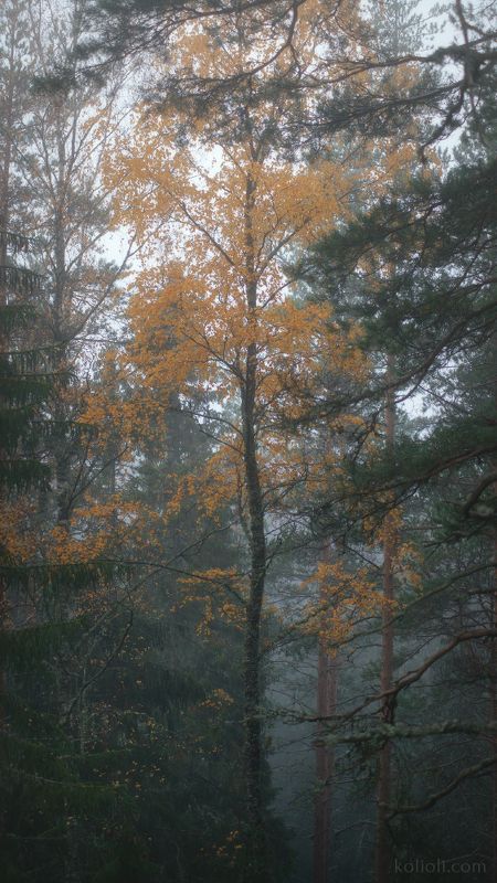 ленинградская область, выборгский район, лес, туман, тайга, ели, сосны, березы, мох, ветки, камни, скалы Таёжная поэзия фото превью