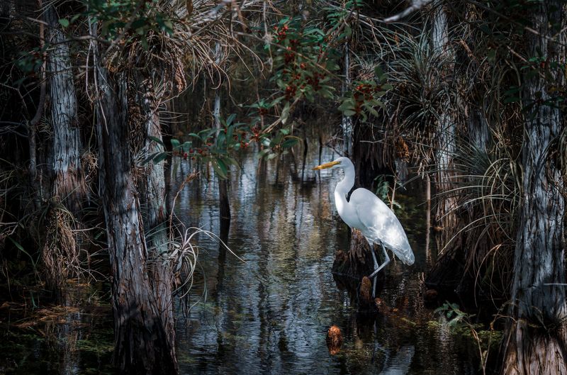 природа, флорида, эверглейдс, цапля, птица, пейзаж, животный мир, сша, руэкспедишн, путешествия Национальный парк Эверглейдс США фото превью
