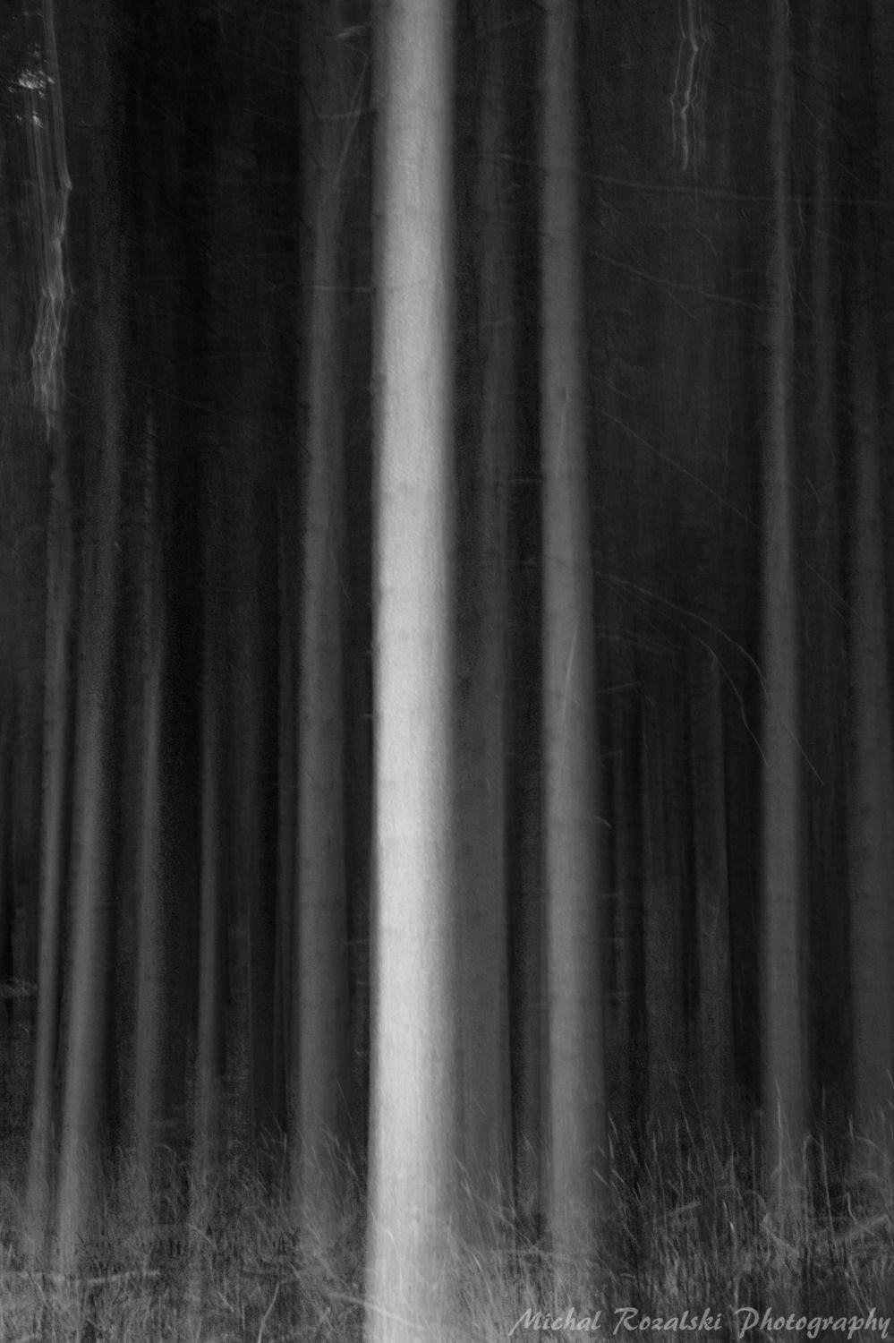 blackandwhite, ,trees, ,dark, ,mystic, ,light, ,seson, ,aututmn, forest, Michal Rozalski