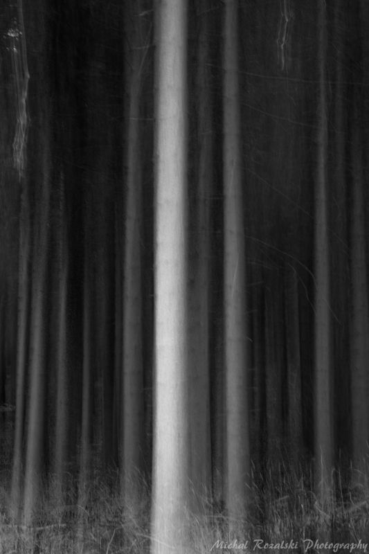 blackandwhite, ,trees, ,dark, ,mystic, ,light, ,seson, ,aututmn, forest November forest фото превью