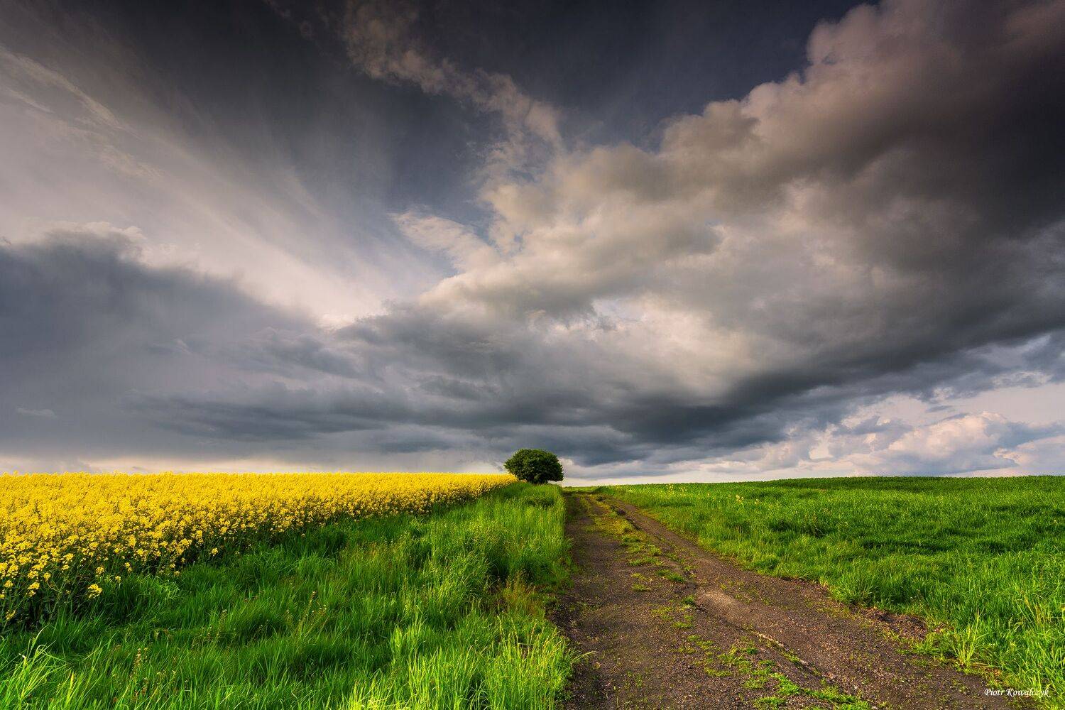 polska, pola, rzepak, chmury, droga, drzewo, Kowalczyk Piotr