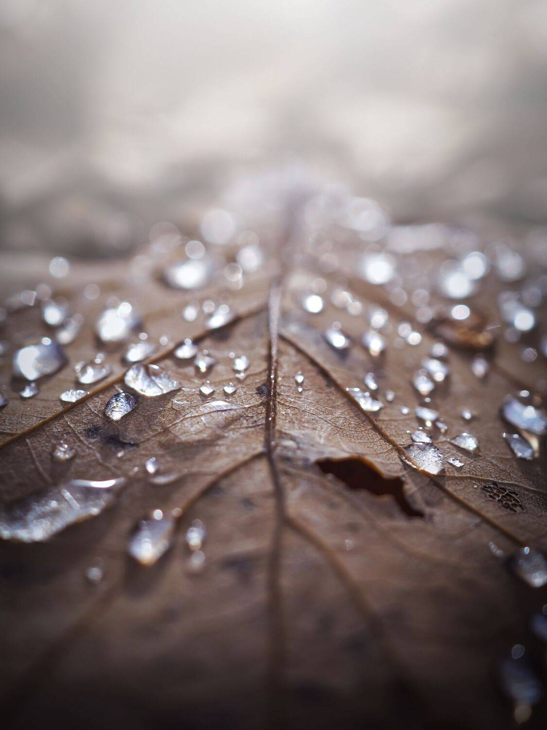 осень, макро, дождь, капли, Сергей Калёв