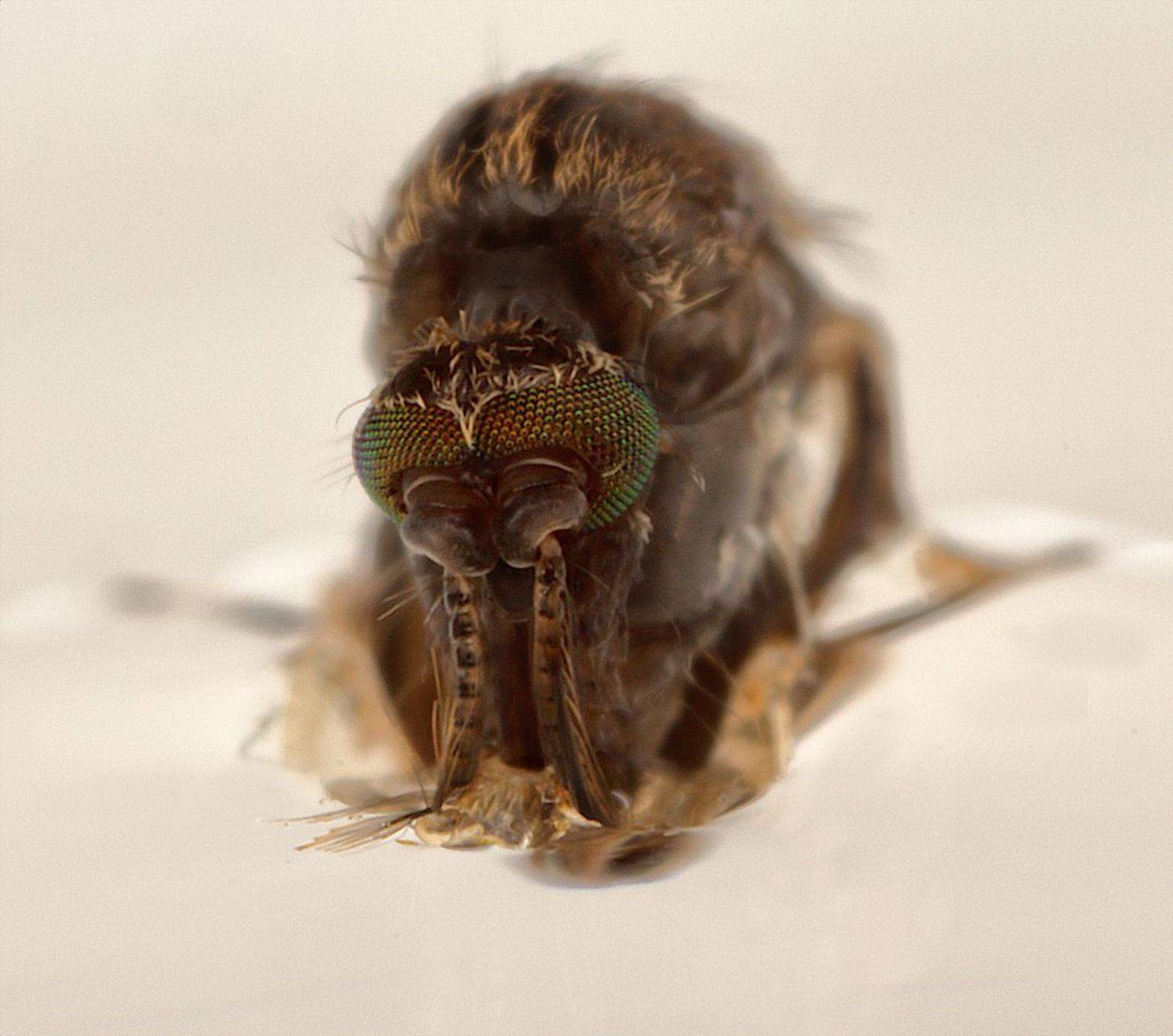 комар, имаго, куколка, Александр Зорин