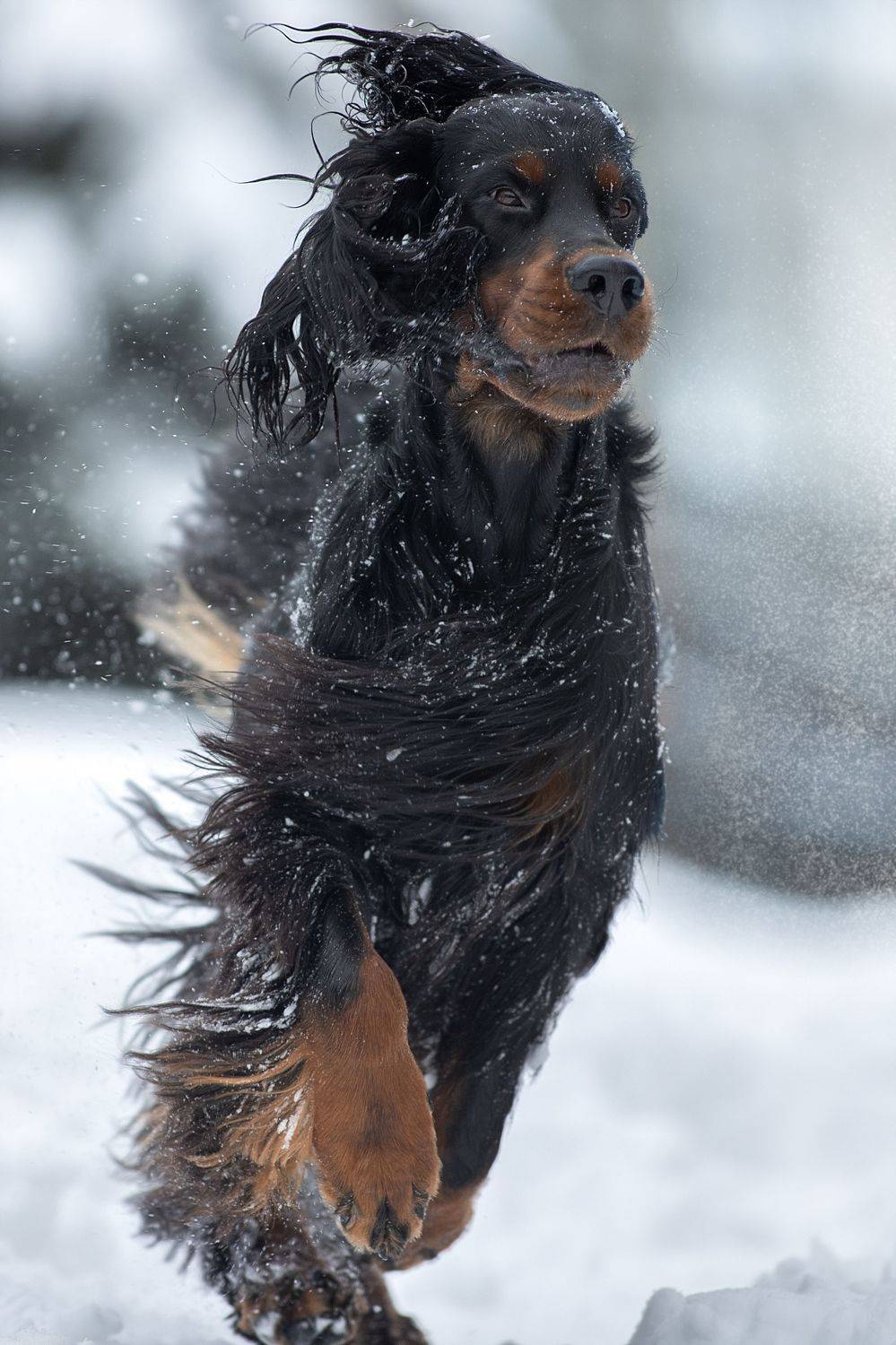 , Светлана Писарева