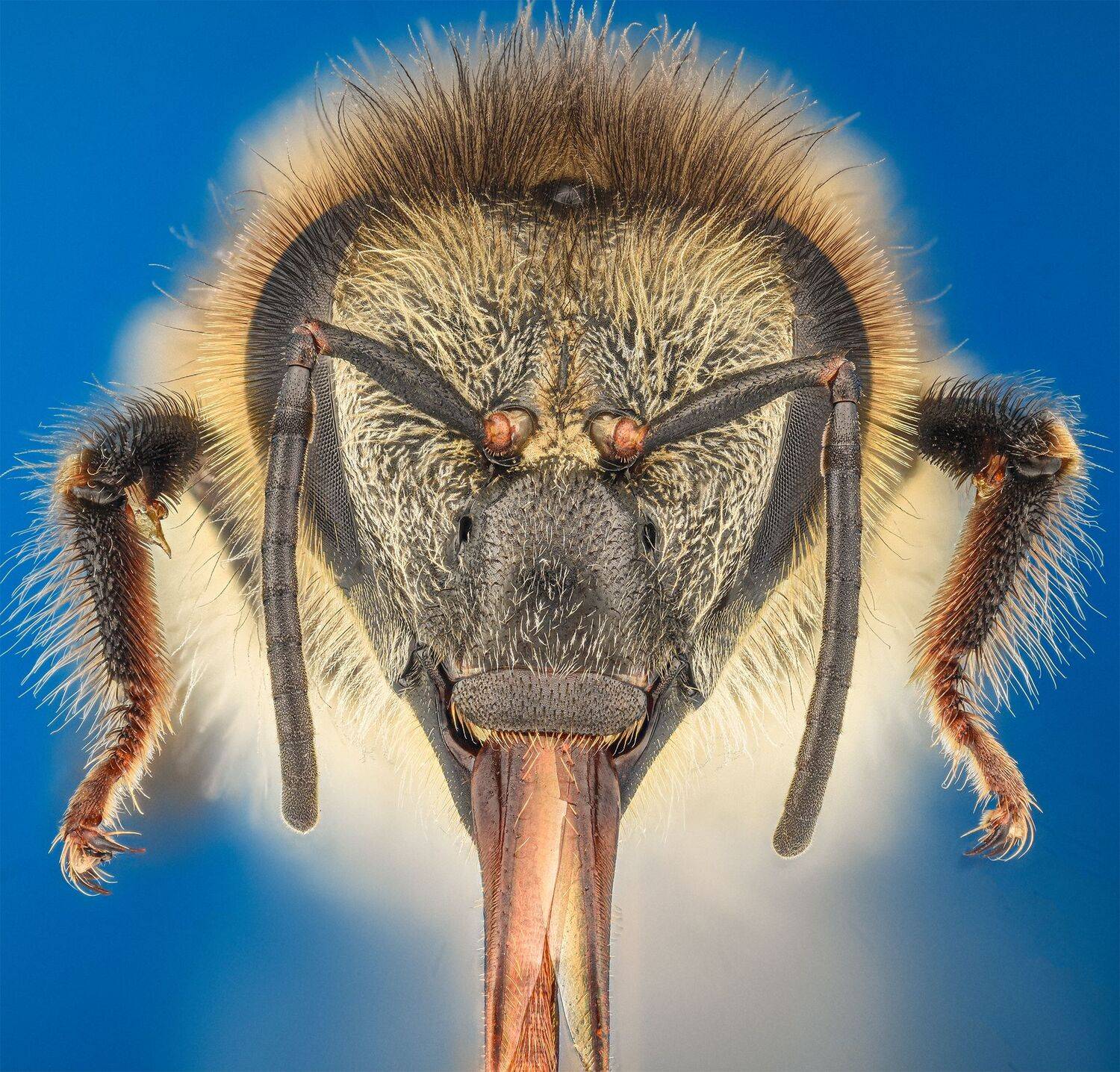 ceclii, macro, Tsvetan Ganev