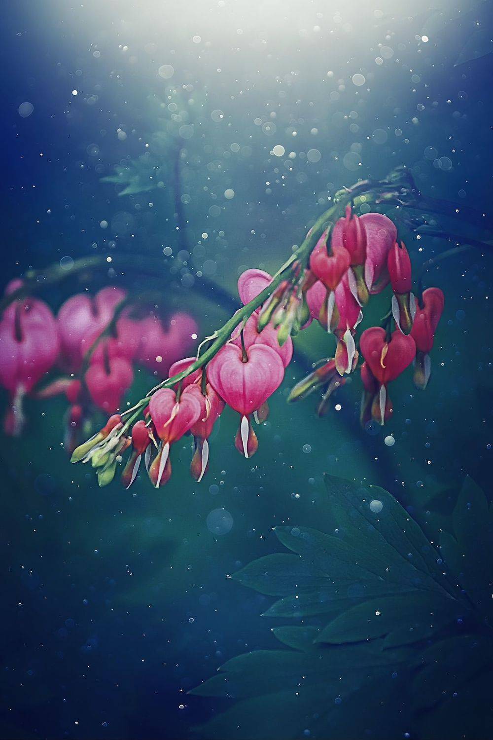 макро, macro, цветы, flowers, весна, spring, дицентра, Julia Kaissa