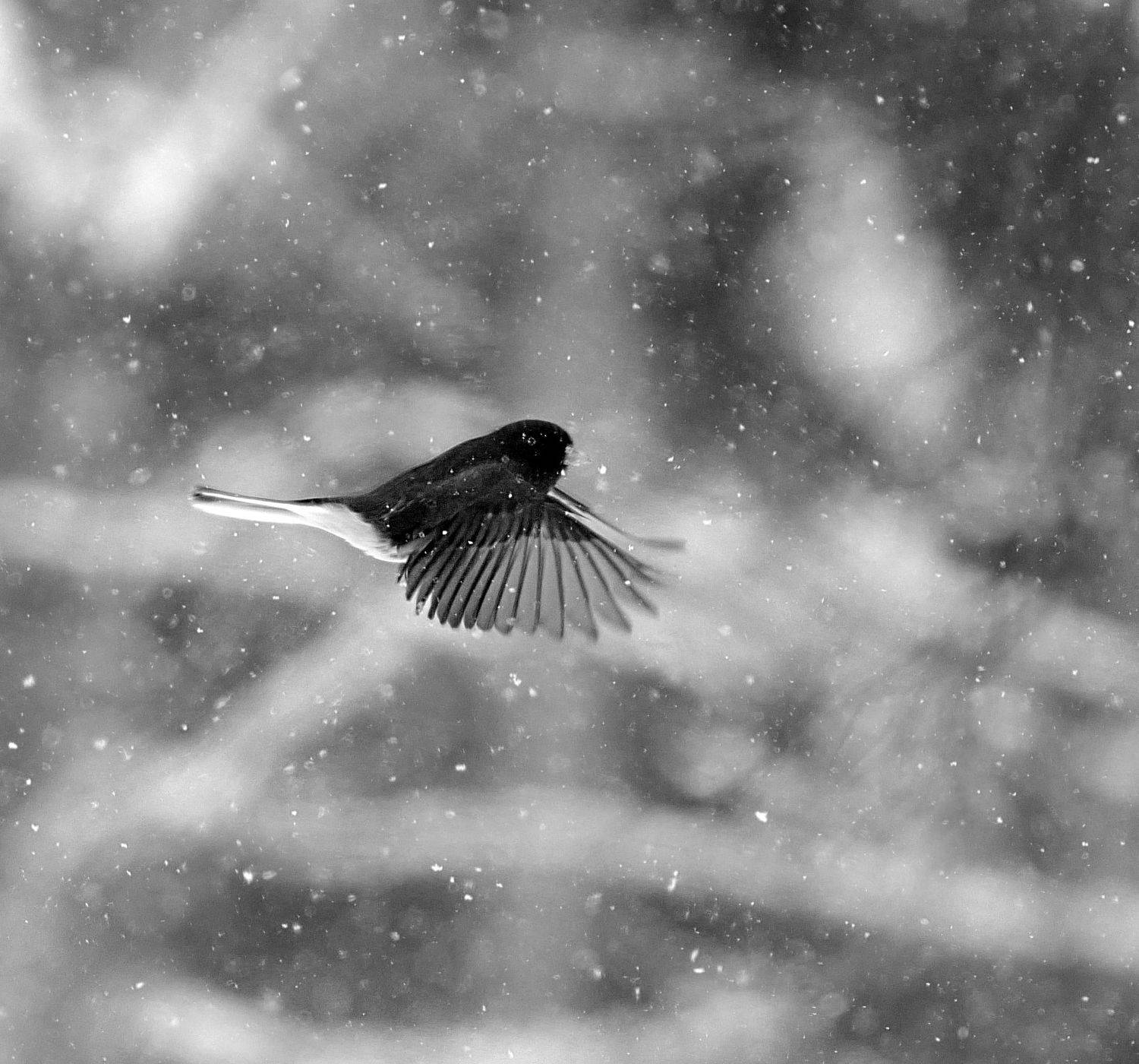 перспектива полета, isamonov