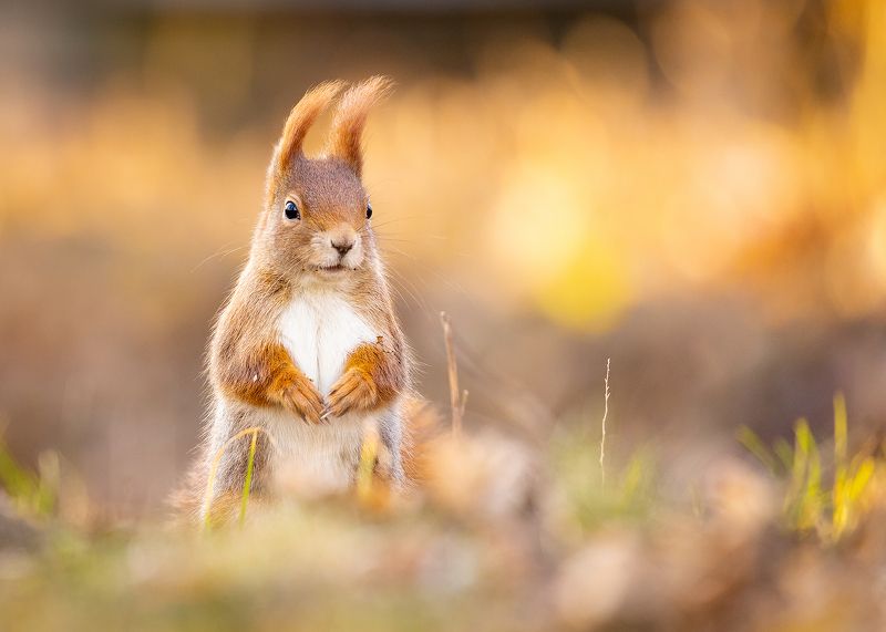 Squirrel фото превью