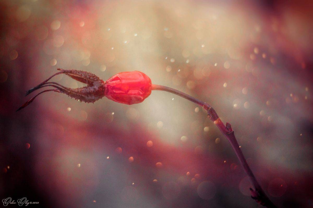 , Орлов Олег