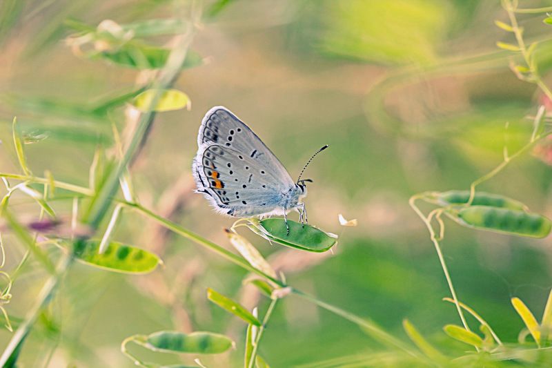 * * * фото превью