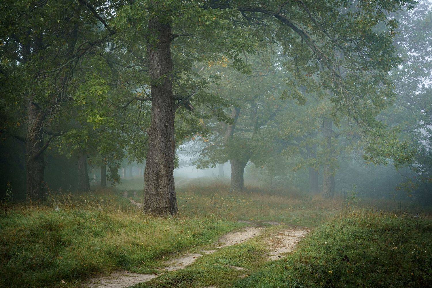 , Григорий Бельцев