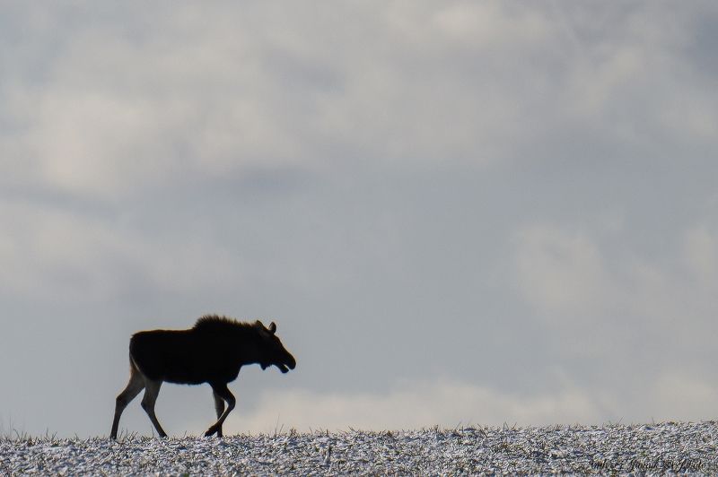 Łoś samotnik  фото превью