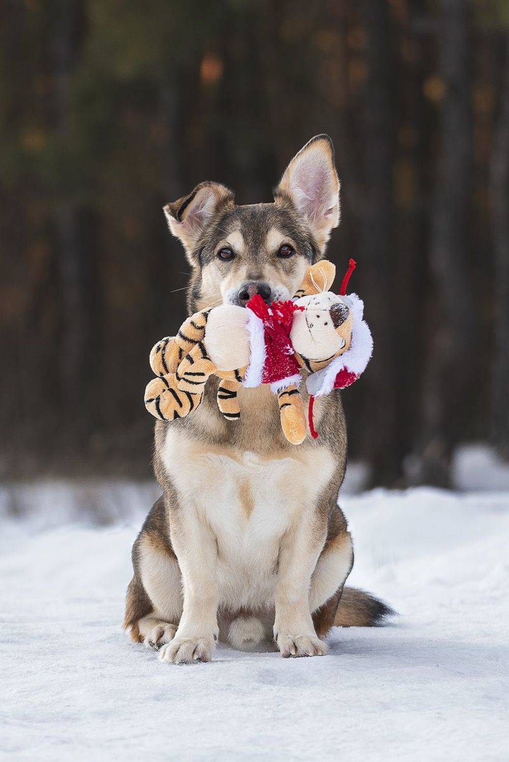 собака, животное, dog, метис,, Евгений Крутиков